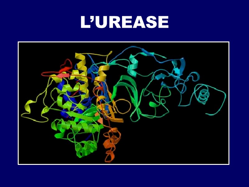 L’UREASE